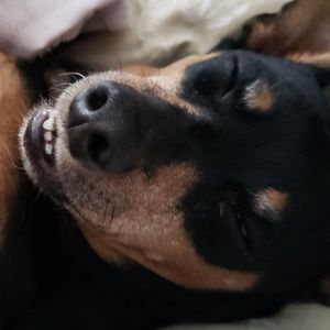 Meet your Posher, Jodi